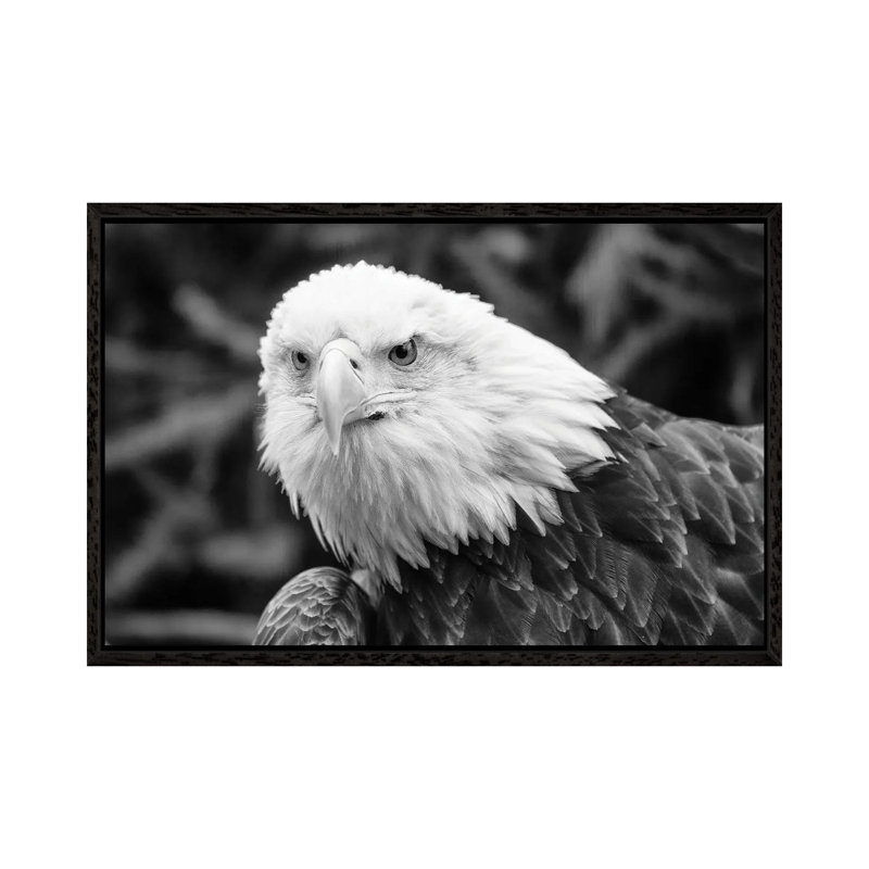 Eager Eagle by David Gardiner - Print on Canvas, 101.6 cm H x 66.04 cm W, Black Framed