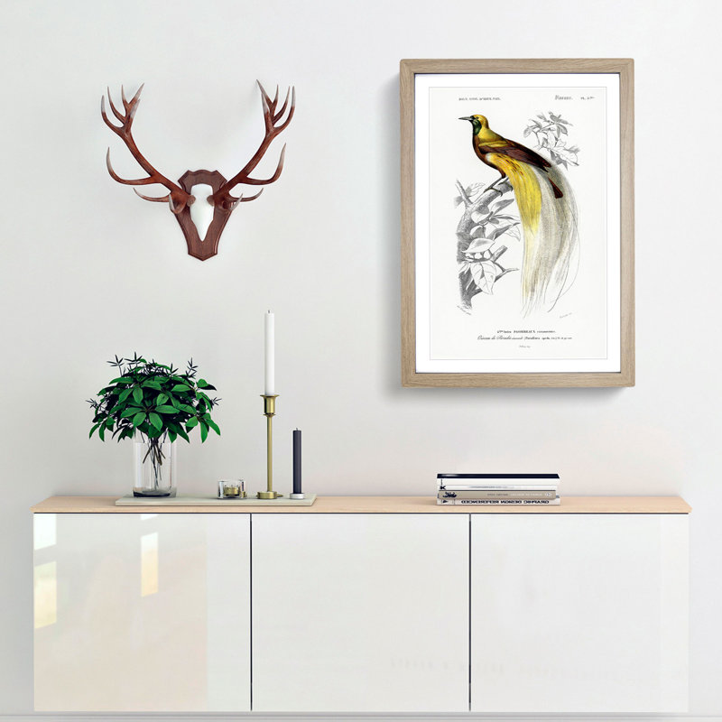 Bird of Paradise by Charles d Orbigny - Framed Print, 33cm H x 24cm W x 2cm D, Oak Framed
