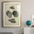 Vintage Shell Study III - Antique Nautical Study, Matted and Framed Under Acrylic Glass, Coastal Wall Art for Living Room-1069626223-1069626220
