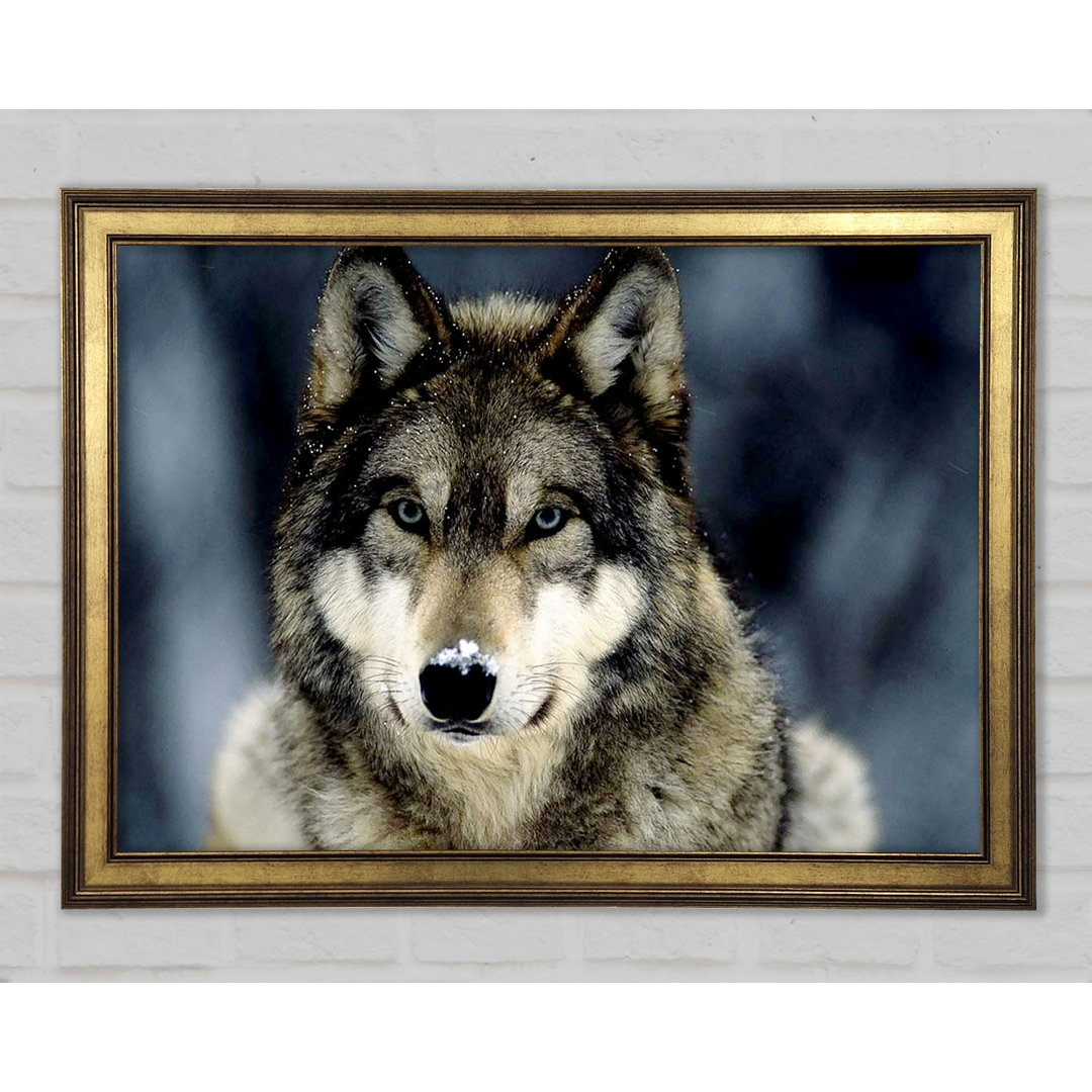 Wolf Snow Nose - Einzelner Bilderrahmen Kunstdrucke