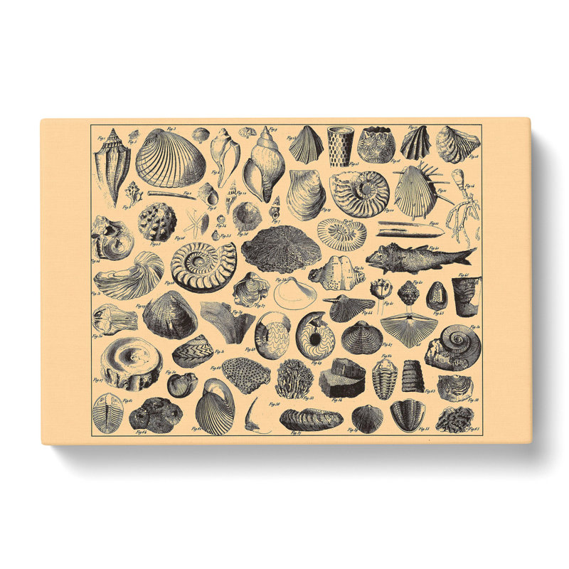 Encyclopedia Shells - Wrapped Canvas, 40cm H x 60cm W x 3cm D