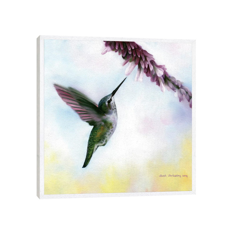 Anna's Hummingbird by Sarah Stribbling - Gallery-Wrapped Canvas Giclée on Canvas, 45.72 cm H x 45.72 cm W, White Framed