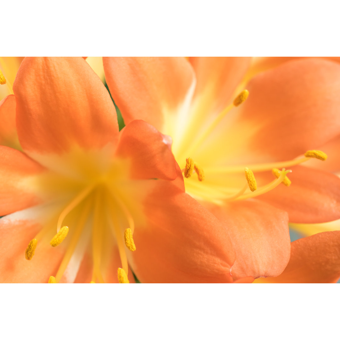 Leinwandbild Orange Clivia Amaryllis-Blume