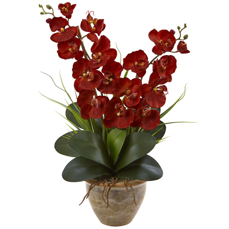Arrangement floral orchidées à double phalaenopsis récolte en vase, Automne