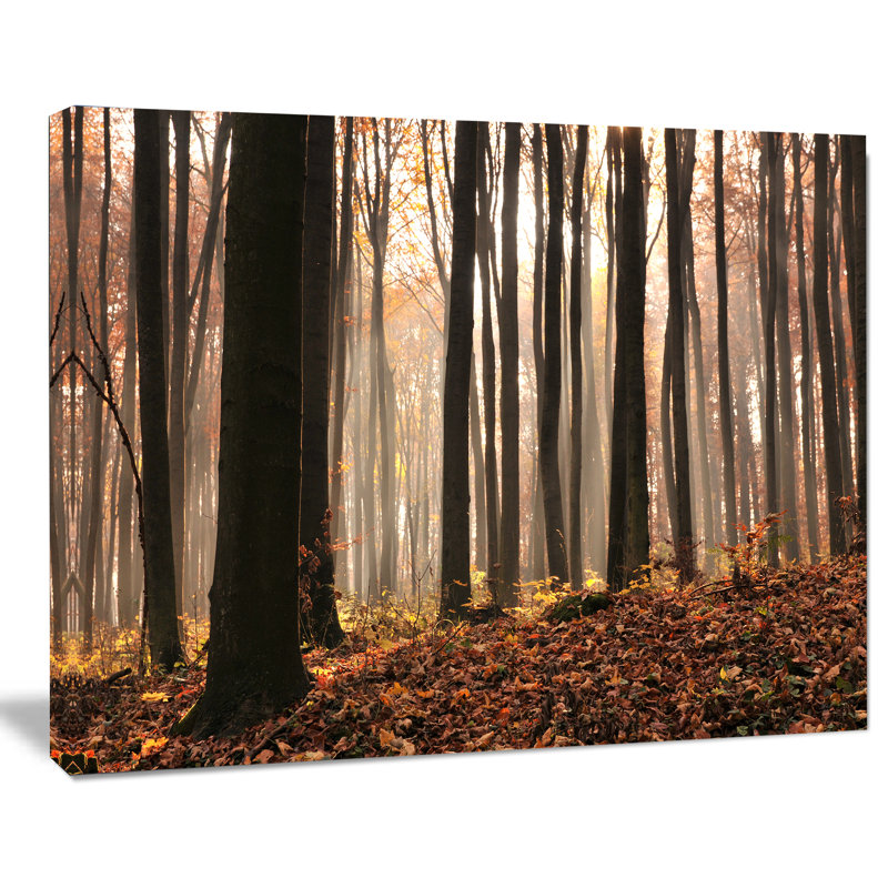 «Dark Thick Woods in Fall Forest», reproduction de photo sur toile tendue, H 12 po x l 20 po