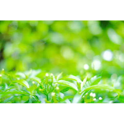 " Green Leaf Background " by Iamskylineex