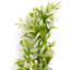 45 Plant-127681168