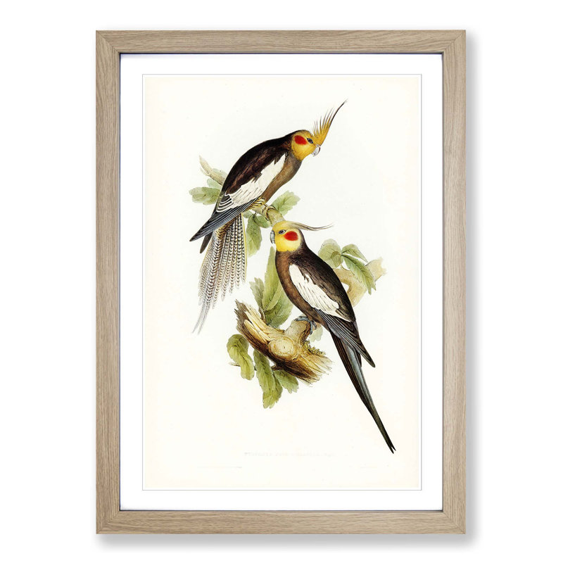 Cockatoo Parakeets by Elizabeth Gould - Picture Frame Painting, 65cm H x 48cm W x 2cm D, Oak Framed