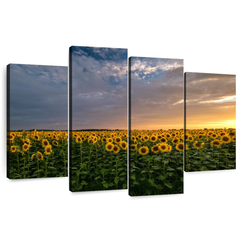 Alvord Mittenwalde Sunflower Field, 22" H x 36" W