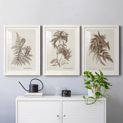 " Sepia Fern Varieties I " 3 - Pieces Painting Print