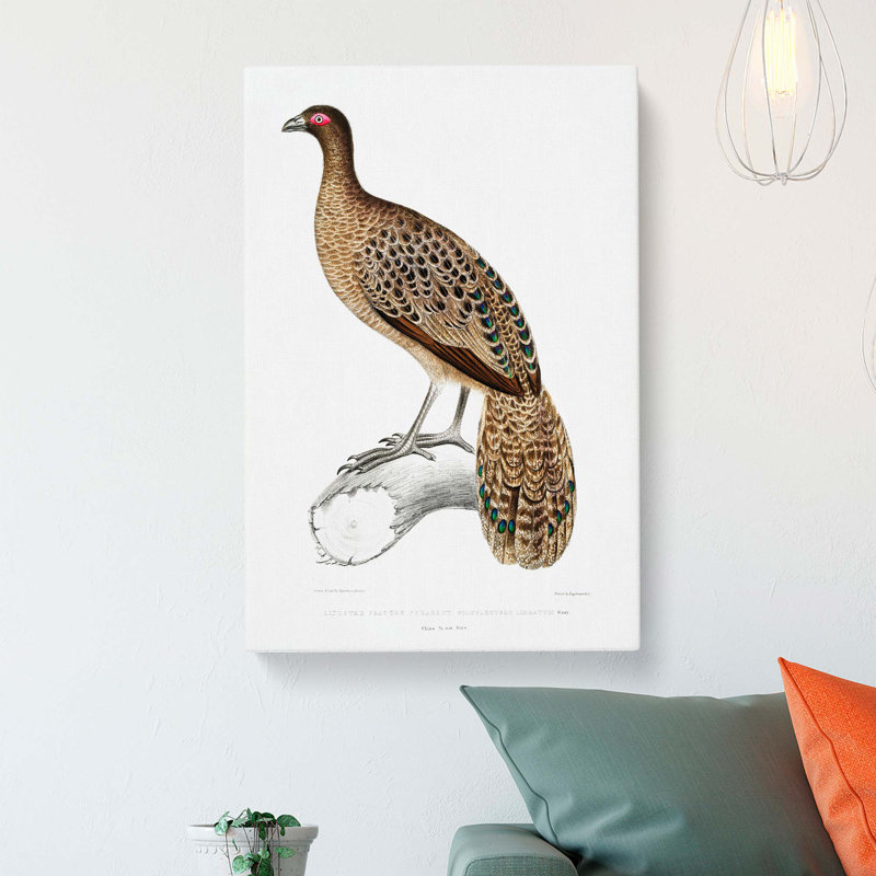 Lineated Peacock Pheasant Illustration by John Edward Gray - Wrapped Canvas, 60cm H x 40cm W x 3cm D