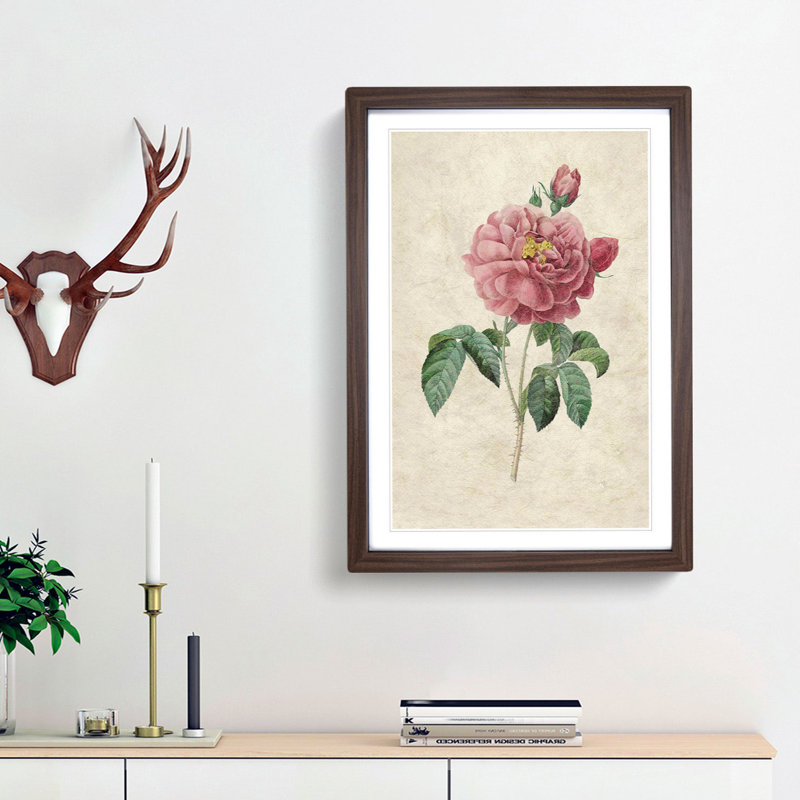 Pink Blush Cabbage Rose by Pierre-Joseph Redoute - Picture Frame Painting Print, Walnut Framed, 48cm H x 36cm W x 2cm D