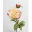 Yellow Peony 19.5"-1036916918-1036916916