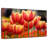 Harnek Darwin Hybrid Tulips-107687951