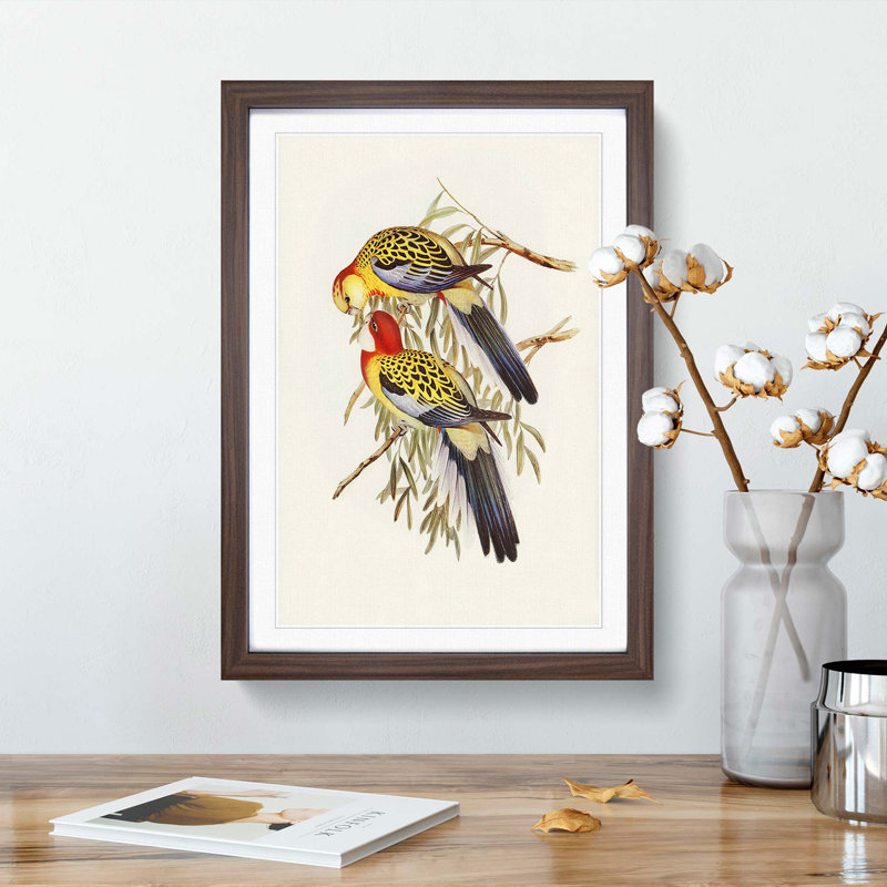 Splendid Parakeets by Elizabeth Gould - Picture Frame Painting Print, 65cm H x 48cm W x 2cm D, Walnut Framed