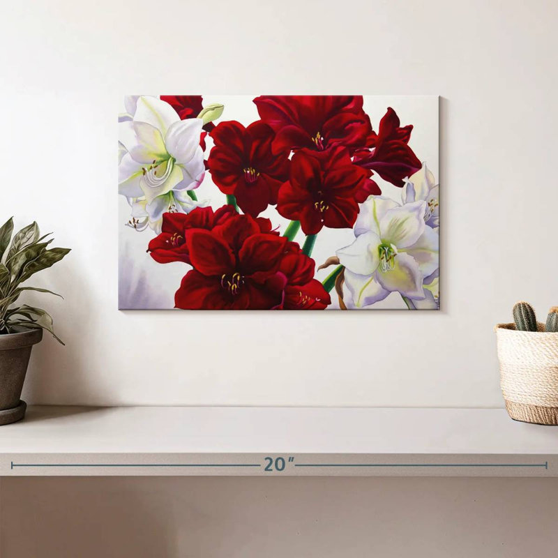 Amaryllis Harnek rouge et blanc, H 8 po x l 12 po