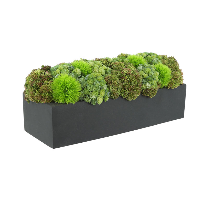 Rizal 7'' Faux Succulent Plant in Fiberstone Pot, Black