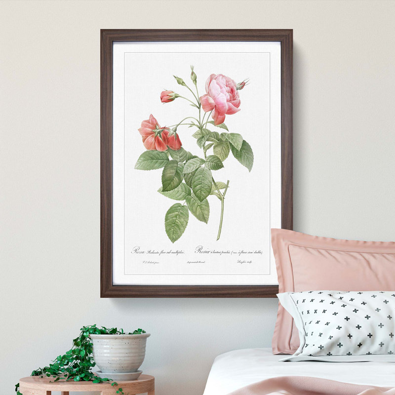 Boursault Rose in Pink by Pierre-Joseph Redoute - Picture Frame Graphic Art Print, Walnut Framed, 36cm H x 27cm W x 2cm D