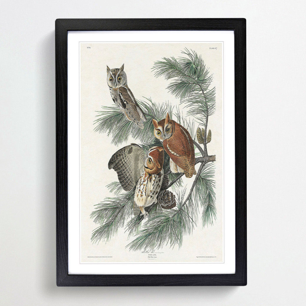 Little Screech Owls by John Audubon - Picture Frame Painting Print