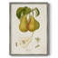 Vintage Pears V, reproduction encadrée - bois massif-1852239385