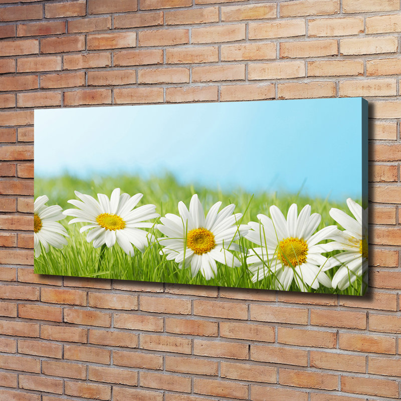 Daisies - Wrapped Canvas Print