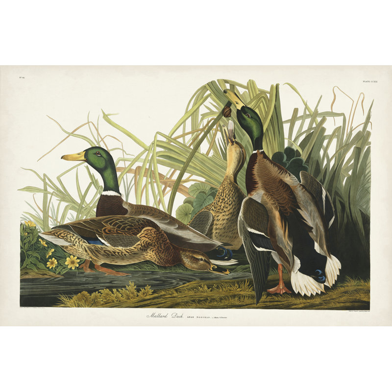 " Pl 221 Mallard Duck " by James Audubon Painting Print, 20" H x 30" W