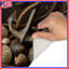 Tapis de bain Rope Anchor Shells-1916086823