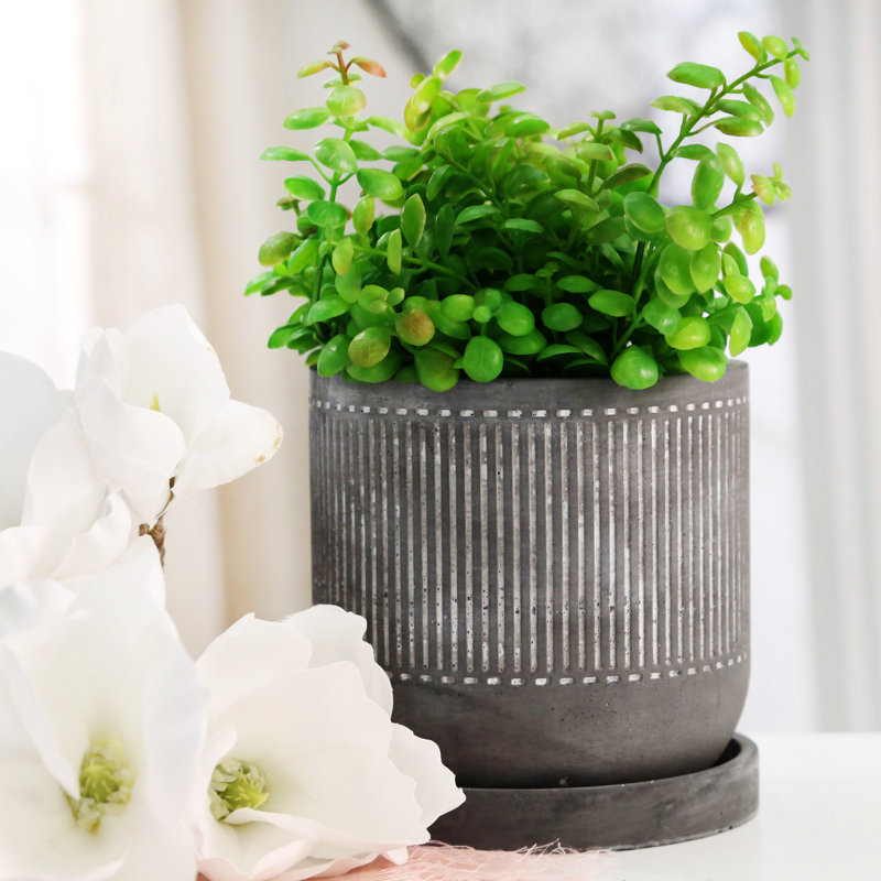 Pot à fleurs 6 "avec soucoupe