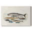 Hoefnagel Sea Vignettes III -Galerie enveloppée Cavas-375406496