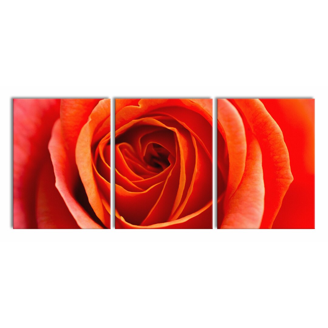 3-tlg. Leinwandbilder-Set Detailed Red Rose Flower