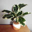 40cm Faux Plant in Planter