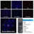 Projection & Strobe Lights