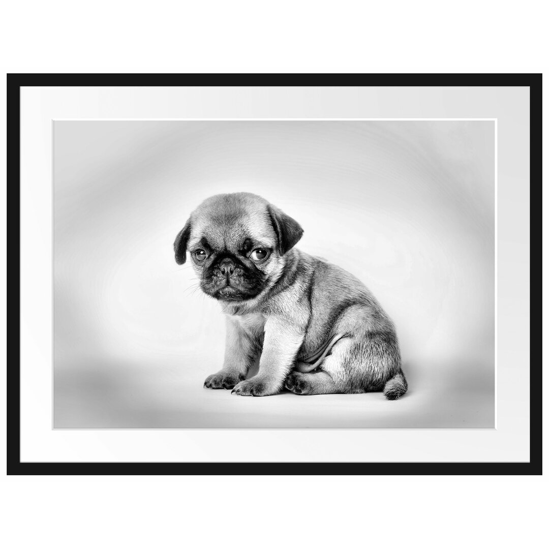 Gerahmtes Poster Kleiner Hundewelpe Mops