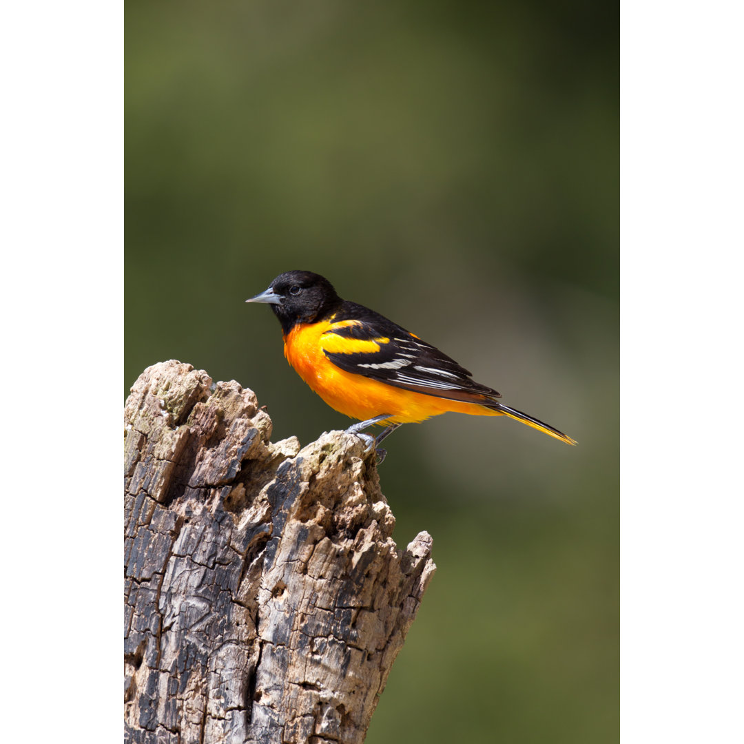 Leinwanddruck Baltimore Oriole von Rpbirdman