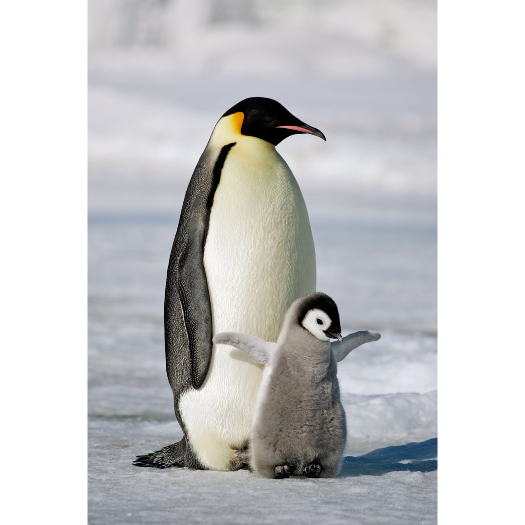 Emperor Penguin - Leinwandbild