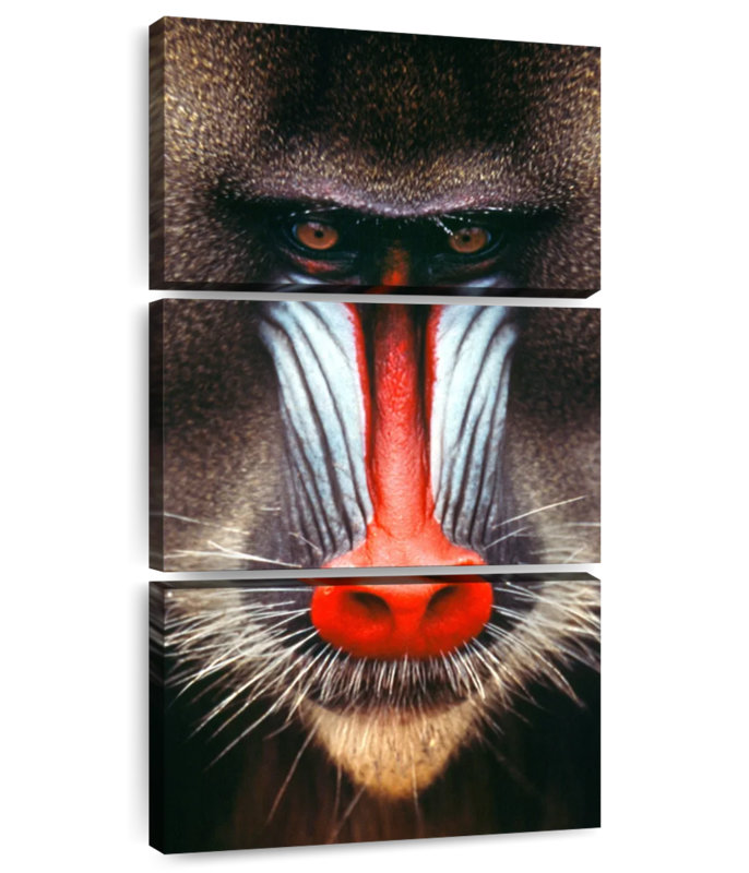 Tête de singe, H 32 po x l 15 po