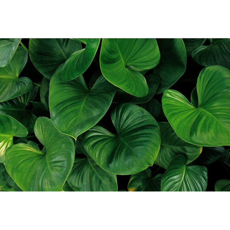 Homalomena Plant - Photographie sur toile tendue, H 8 po x l 12 po