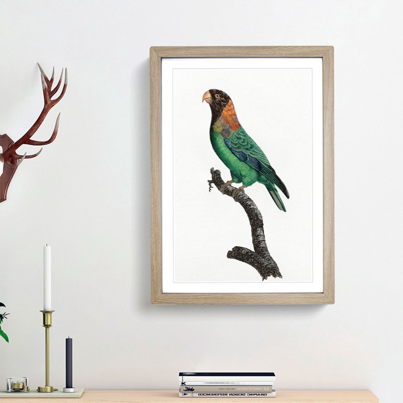 Caica Parrot by F. Levaillant - Picture Frame Painting Print, 36cm H x 27cm W x 2cm D, Oak Framed