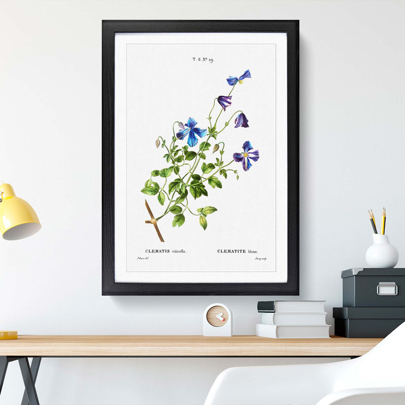 Clematis Flowers by Pierre-Joseph Redoute - Picture Frame Painting Print, 36cm H x 27cm W x 2cm D, Black Framed