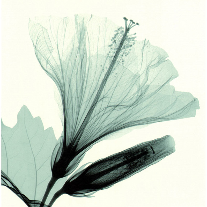 Hibiscus Bud