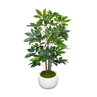 Organic Modern 5' Schefflera In Fiberstone Planter