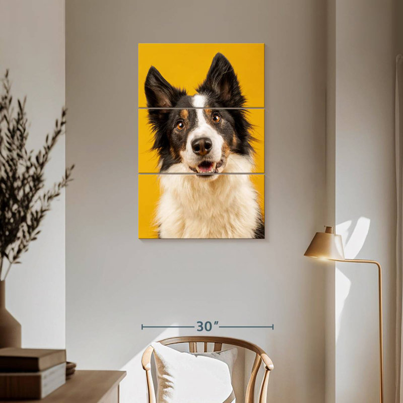 Border collie adorable Brampt, 57" H x 36" W