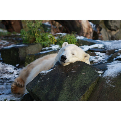 Polar Bear by Krisphotography - Wrapped Canvas Print