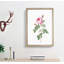 The Pink Cabbage Rose by Pierre-Joseph Redoute - Picture Frame Painting Print-55611342-55611344