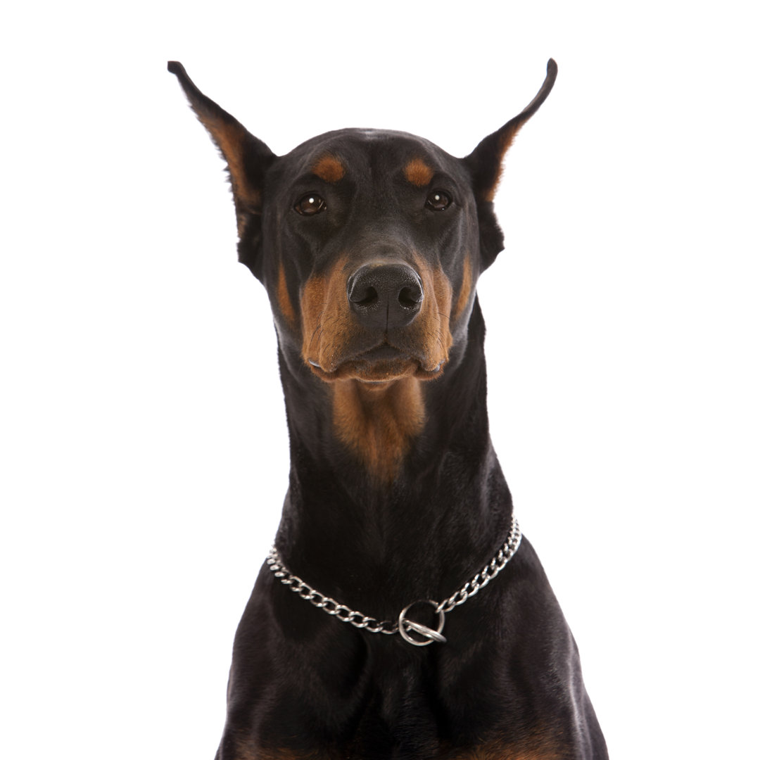 Dobermann Pinscher von Inhauscreative - Drucken