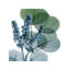 Lilly Of Eucalyptus I by Albert Koetsier - Wrapped Canvas Painting-1437820669