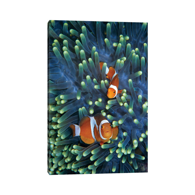 Clown Anemonefish Pair In Sea Anemone Tentacles, Celebes Sea by Hiroya Minakuchi - Wrapped Canvas Print