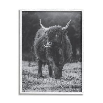 Vache Highland monochrome - photographie