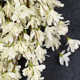 24" Handmade Spring Forsythia Wreath