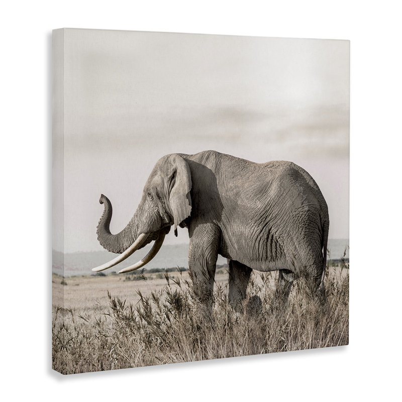 Art mural sur toile Serene Elephant in Nature, design par Danita Delimont, 24" H x 24" W